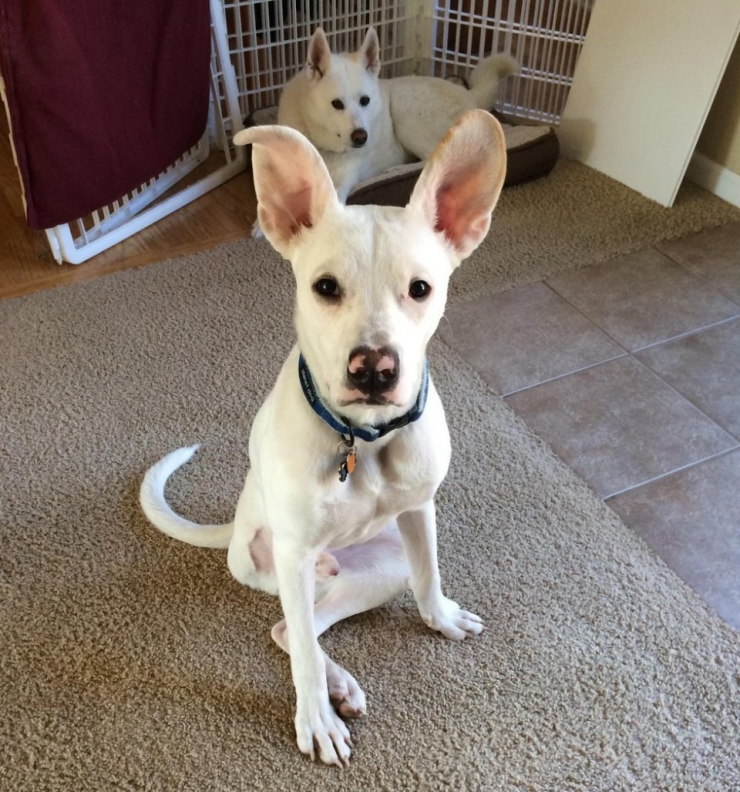 Illustration de l'article : Ces chiens ont une patte en moins, mais de la joie de vivre et de la tendresse en surplus