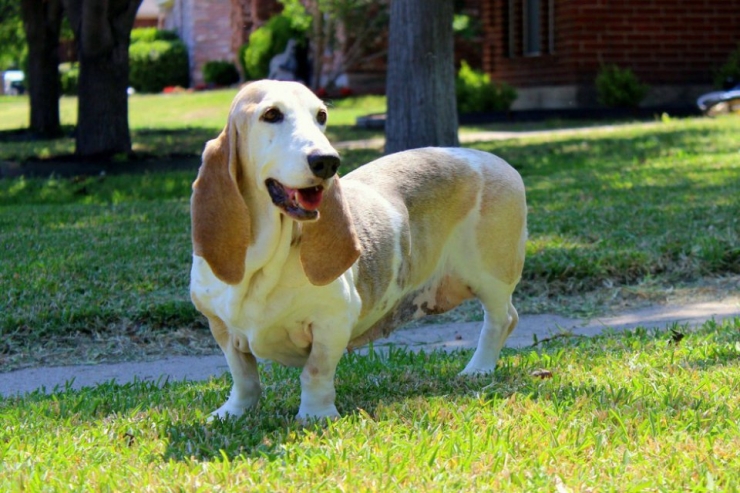Illustration de l'article : Ces chiens ont une patte en moins, mais de la joie de vivre et de la tendresse en surplus