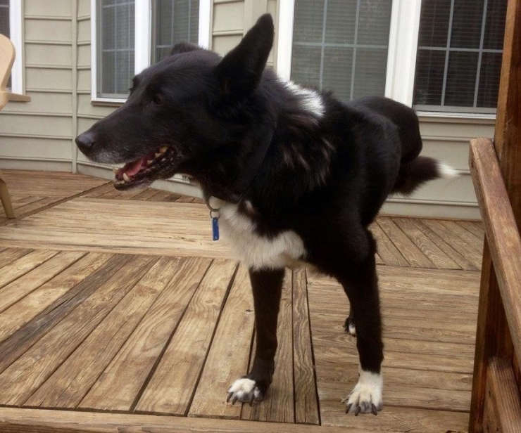 Illustration de l'article : Ces chiens ont une patte en moins, mais de la joie de vivre et de la tendresse en surplus