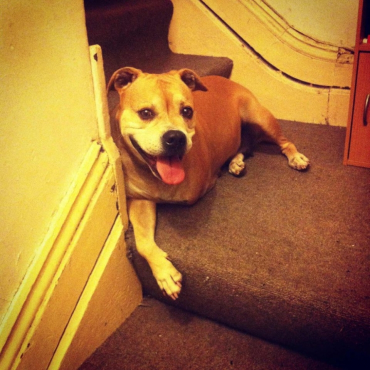 Illustration de l'article : Ces chiens ont une patte en moins, mais de la joie de vivre et de la tendresse en surplus