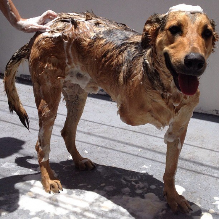 Illustration de l'article : Ces chiens ont une patte en moins, mais de la joie de vivre et de la tendresse en surplus