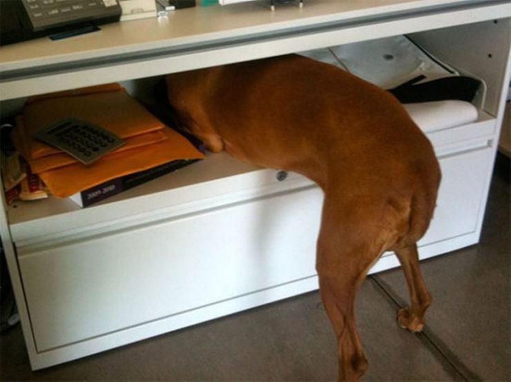 Illustration de l'article : Ces animaux qui r&eacute;alisent soudainement qu'ils sont chez le v&eacute;t&eacute;rinaire...