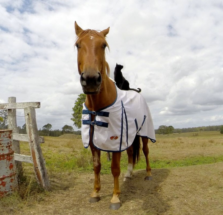 Illustration de l'article : Morris le chat et Champy le cheval sont les meilleurs amis du monde