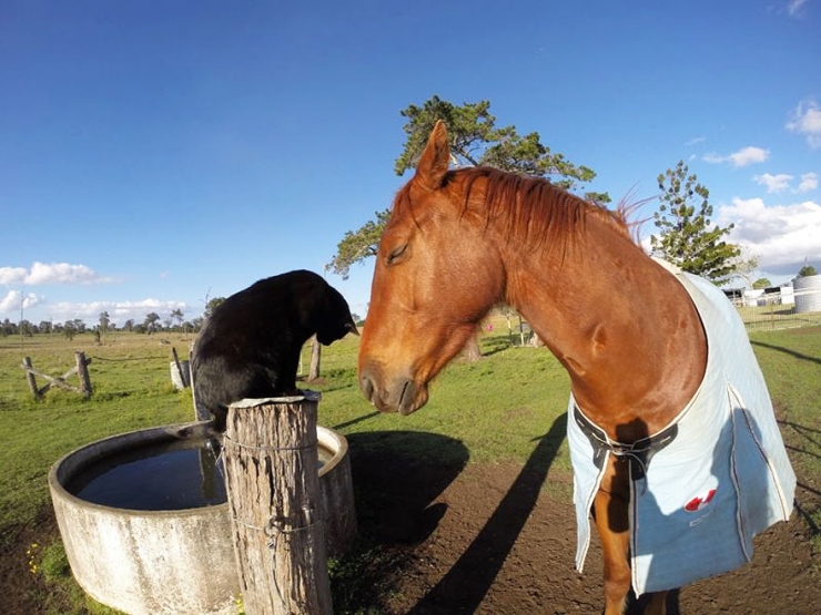 Illustration de l'article : Morris le chat et Champy le cheval sont les meilleurs amis du monde
