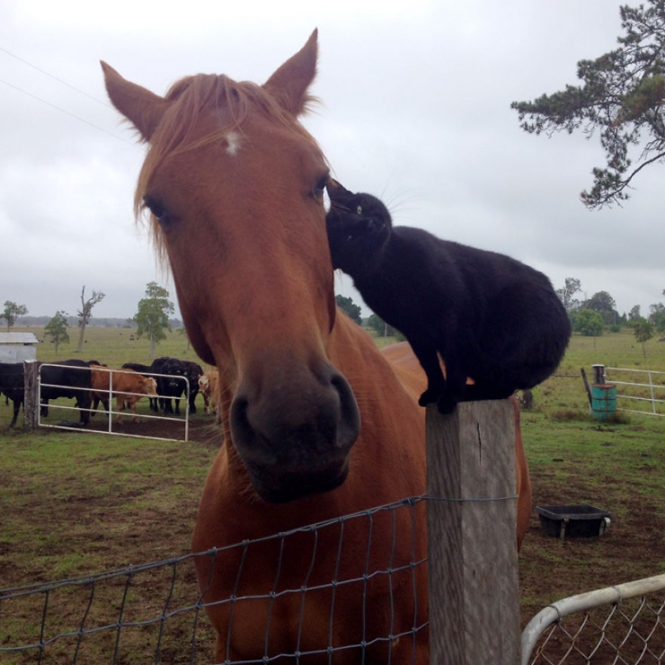Illustration de l'article : Morris le chat et Champy le cheval sont les meilleurs amis du monde