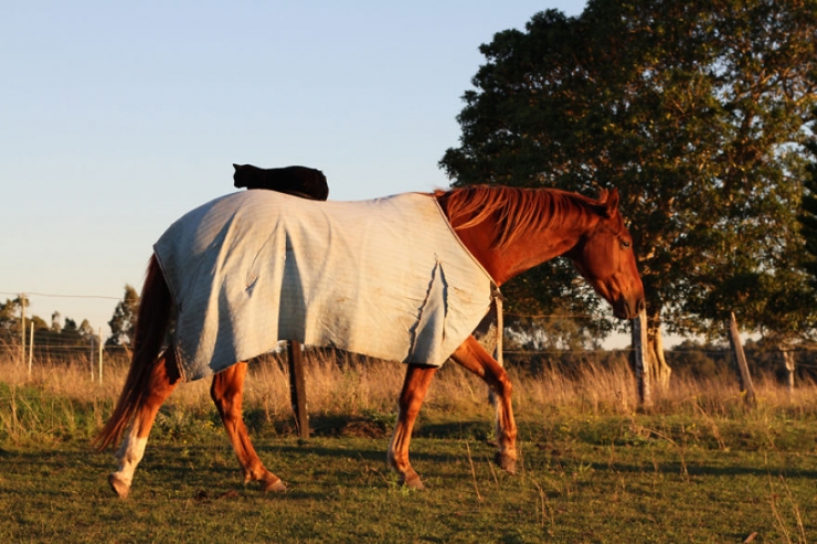 Illustration de l'article : Morris le chat et Champy le cheval sont les meilleurs amis du monde