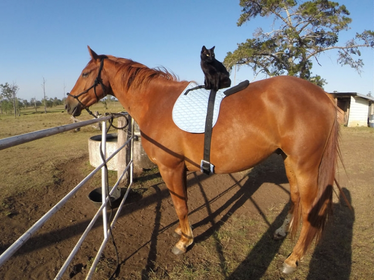 Illustration de l'article : Morris le chat et Champy le cheval sont les meilleurs amis du monde