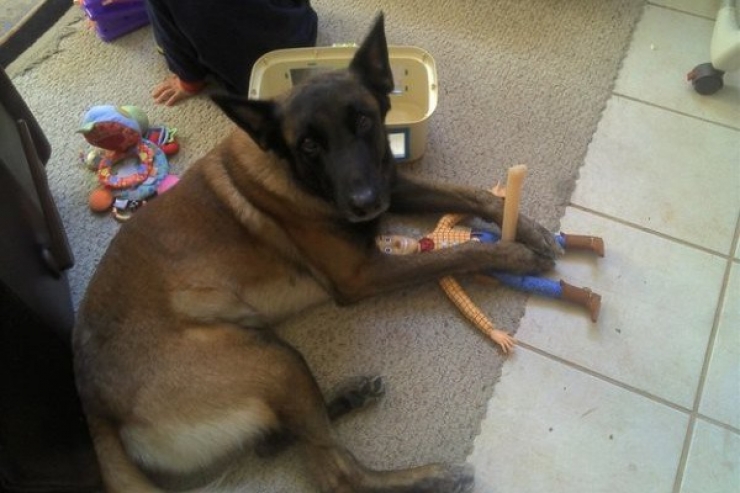 Illustration de l'article : 20 animaux grill&eacute;s en Flag! Ils ne s'attendaient pas &agrave; vous voir rentrer aussi vite!