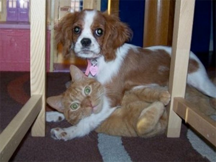 Illustration de l'article : 20 animaux grill&eacute;s en Flag! Ils ne s'attendaient pas &agrave; vous voir rentrer aussi vite!