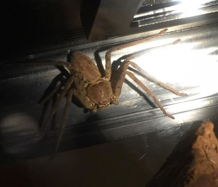 Illustration de l'article : Après ça, vous regarderez à deux fois avant de vous servir en banane !