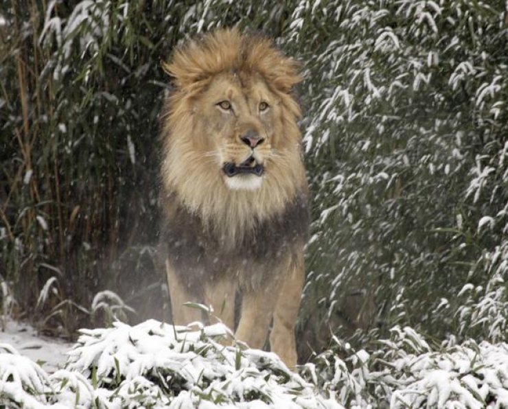 Illustration de l'article : Quand un Bao Bao d&eacute;couvre la neige, voil&agrave; ce qui arrive!