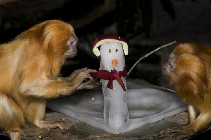 Illustration de l'article : Quand un Bao Bao d&eacute;couvre la neige, voil&agrave; ce qui arrive!