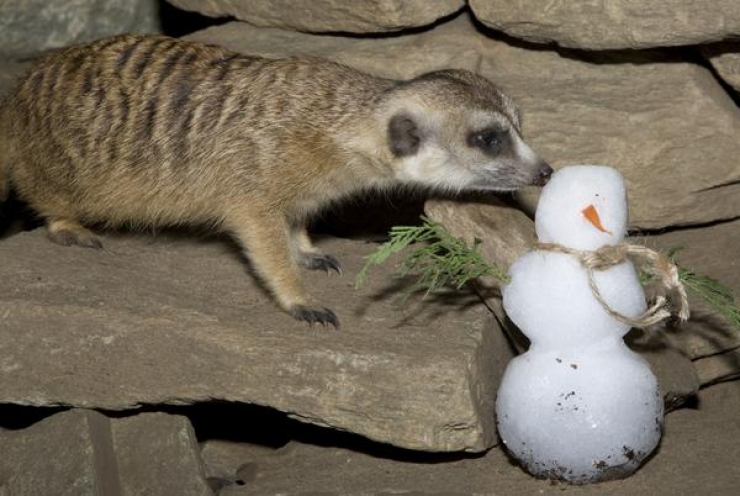 Illustration de l'article : Quand un Bao Bao d&eacute;couvre la neige, voil&agrave; ce qui arrive!