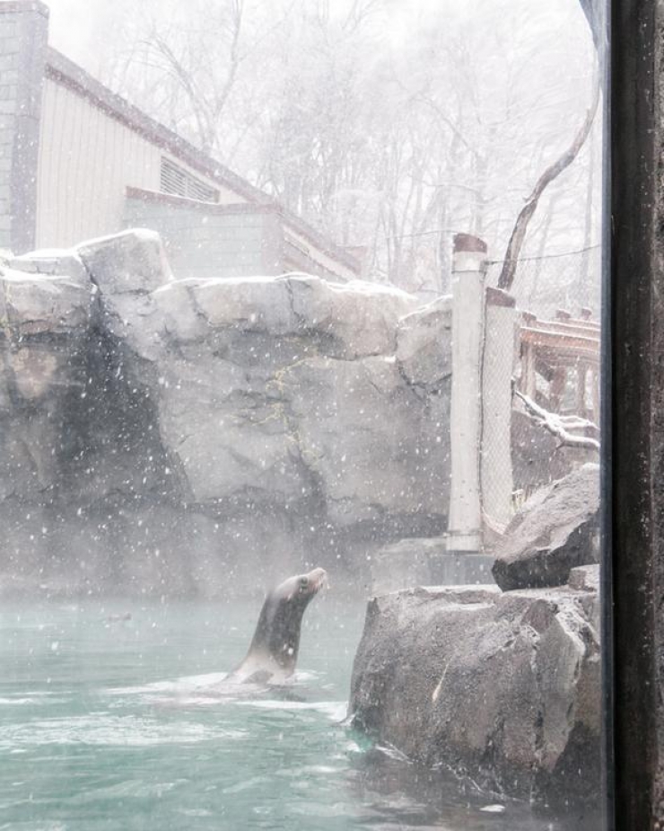 Illustration de l'article : Quand un Bao Bao d&eacute;couvre la neige, voil&agrave; ce qui arrive!