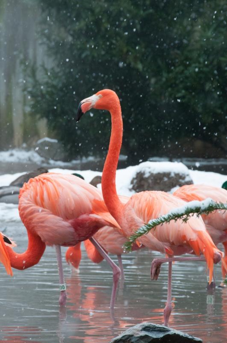 Illustration de l'article : Quand un Bao Bao d&eacute;couvre la neige, voil&agrave; ce qui arrive!