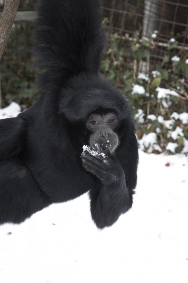 Illustration de l'article : Quand un Bao Bao d&eacute;couvre la neige, voil&agrave; ce qui arrive!