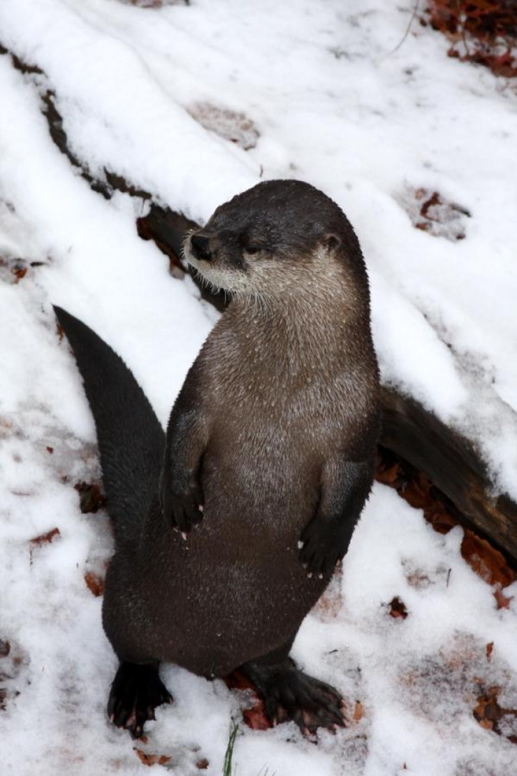 Illustration de l'article : Quand un Bao Bao d&eacute;couvre la neige, voil&agrave; ce qui arrive!