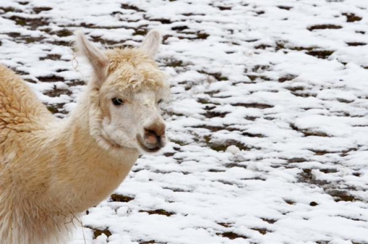Illustration de l'article : Quand un Bao Bao d&eacute;couvre la neige, voil&agrave; ce qui arrive!