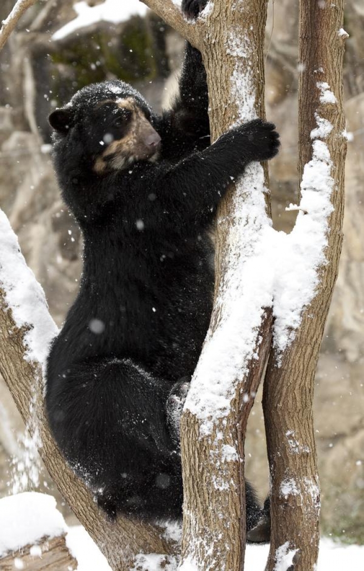 Illustration de l'article : Quand un Bao Bao d&eacute;couvre la neige, voil&agrave; ce qui arrive!