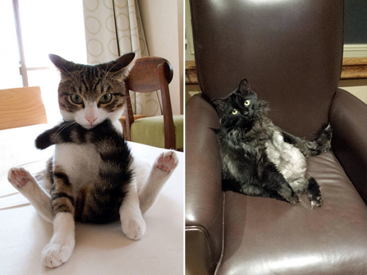 Illustration de l'article : Top des chats interrompus alors qu'ils &eacute;taient en train de se laver les parties intimes