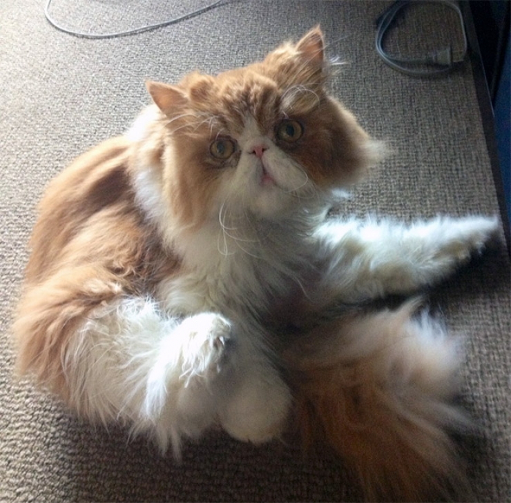 Illustration de l'article : Top des chats interrompus alors qu'ils &eacute;taient en train de se laver les parties intimes