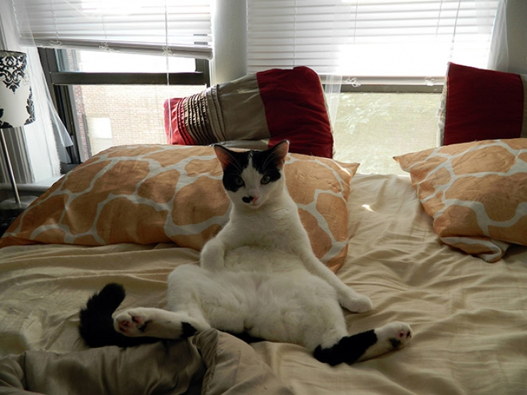 Illustration de l'article : Top des chats interrompus alors qu'ils &eacute;taient en train de se laver les parties intimes