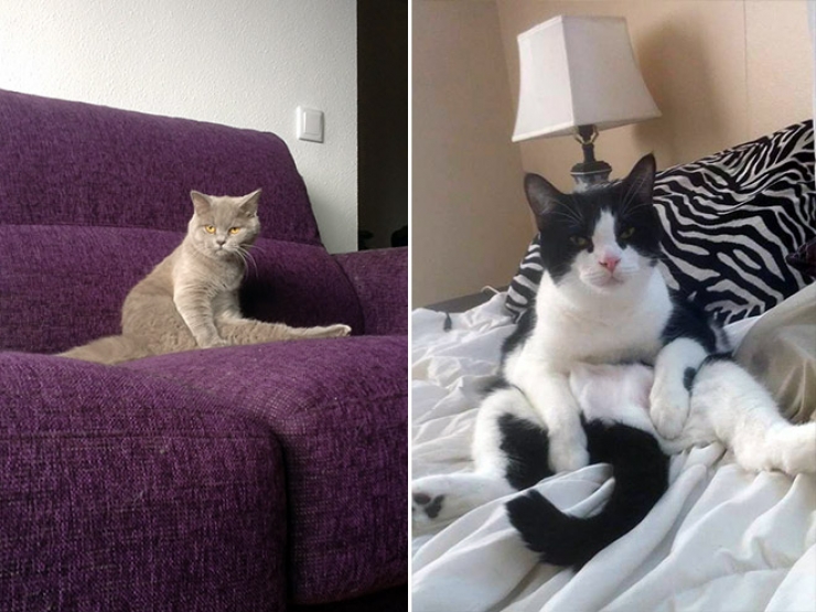 Illustration de l'article : Top des chats interrompus alors qu'ils &eacute;taient en train de se laver les parties intimes