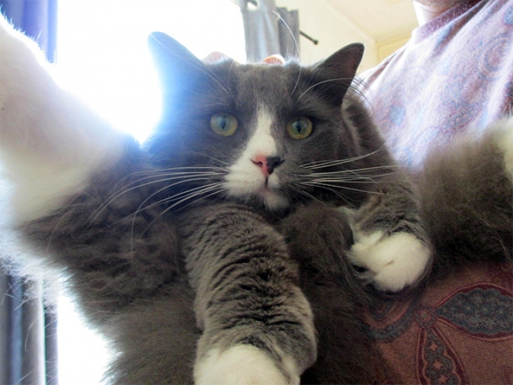 Illustration de l'article : Top des chats interrompus alors qu'ils &eacute;taient en train de se laver les parties intimes