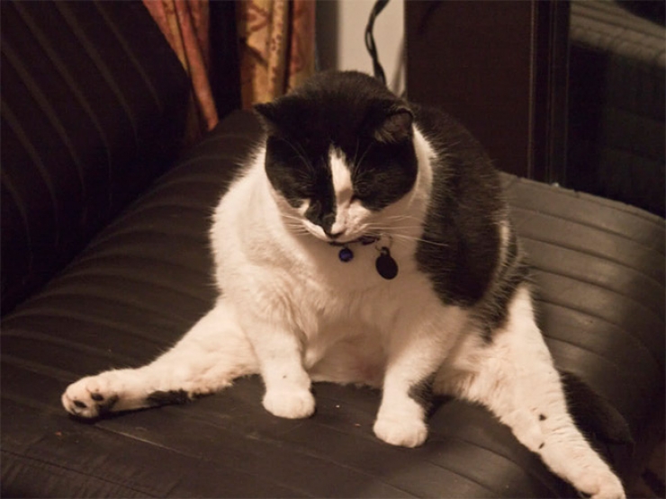 Illustration de l'article : Top des chats interrompus alors qu'ils &eacute;taient en train de se laver les parties intimes