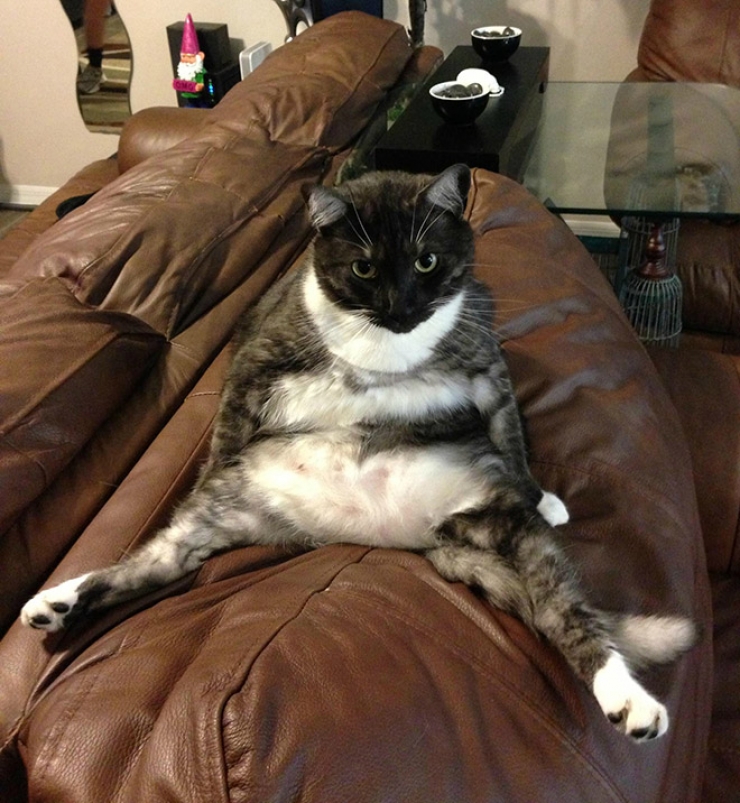 Illustration de l'article : Top des chats interrompus alors qu'ils &eacute;taient en train de se laver les parties intimes