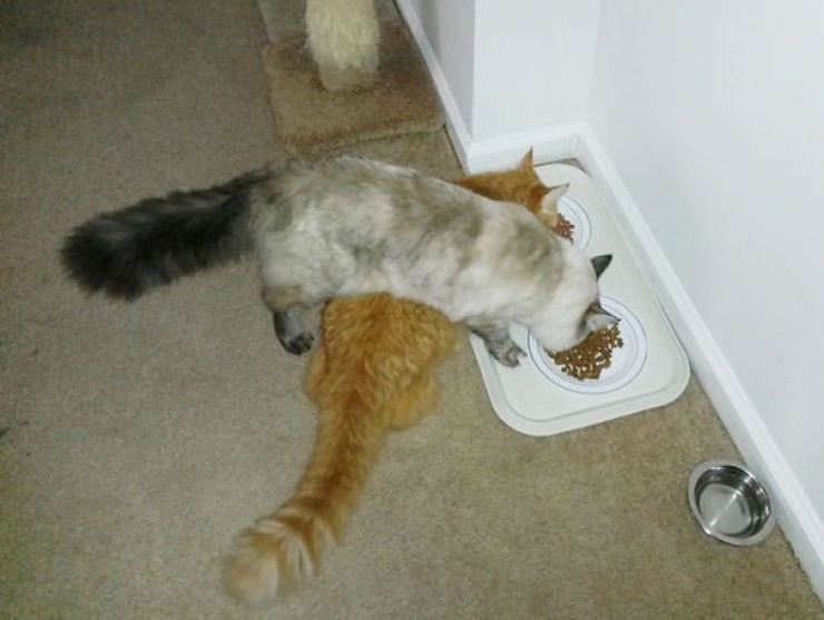 Illustration de l'article : Dans la série "Un jour les chats domineront le monde" : 14 images qui montrent qu'ils ont une logique bien à eux