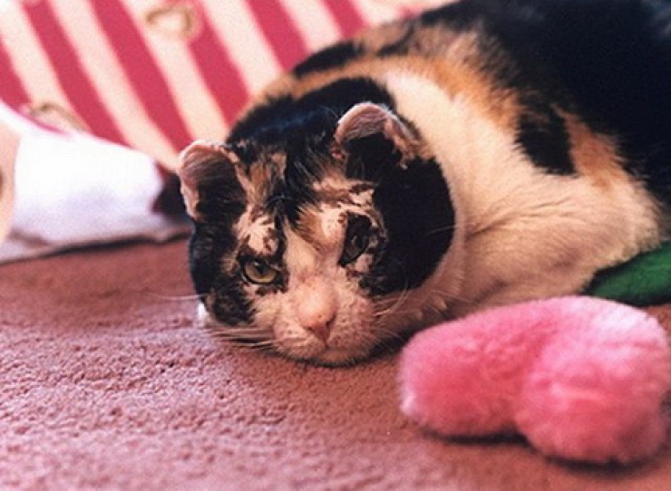 Illustration de l'article : Cette chatte a travers&eacute; 5 fois les flammes et la raison en est d'autant plus touchante...