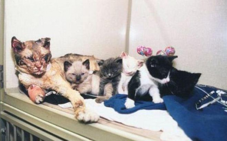 Illustration de l'article : Cette chatte a travers&eacute; 5 fois les flammes et la raison en est d'autant plus touchante...