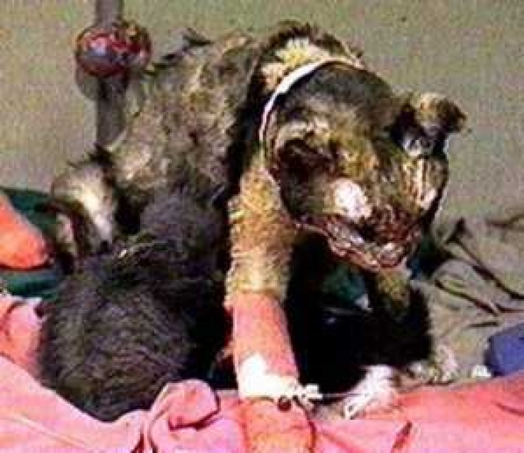 Illustration de l'article : Cette chatte a travers&eacute; 5 fois les flammes et la raison en est d'autant plus touchante...