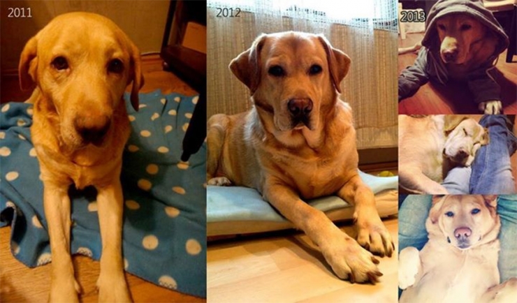 Illustration de l'article : 15 photos avant/après d'animaux ayant quitté leur refuge ou la rue pour une toute nouvelle vie