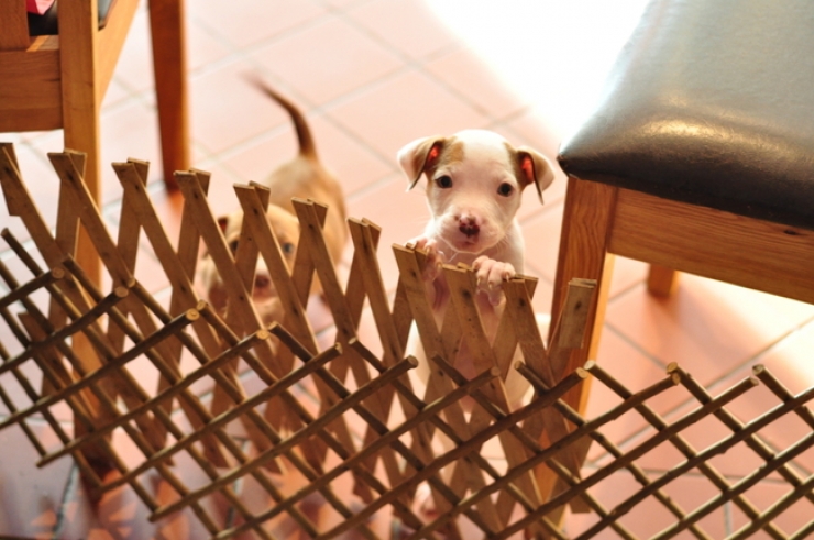 Illustration de l'article : 17 photos qui prouvent que la vie de chiot est loin d'être de tout repos!