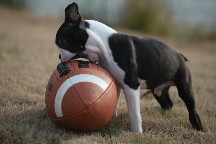 Illustration de l'article : 17 photos qui prouvent que la vie de chiot est loin d'être de tout repos!