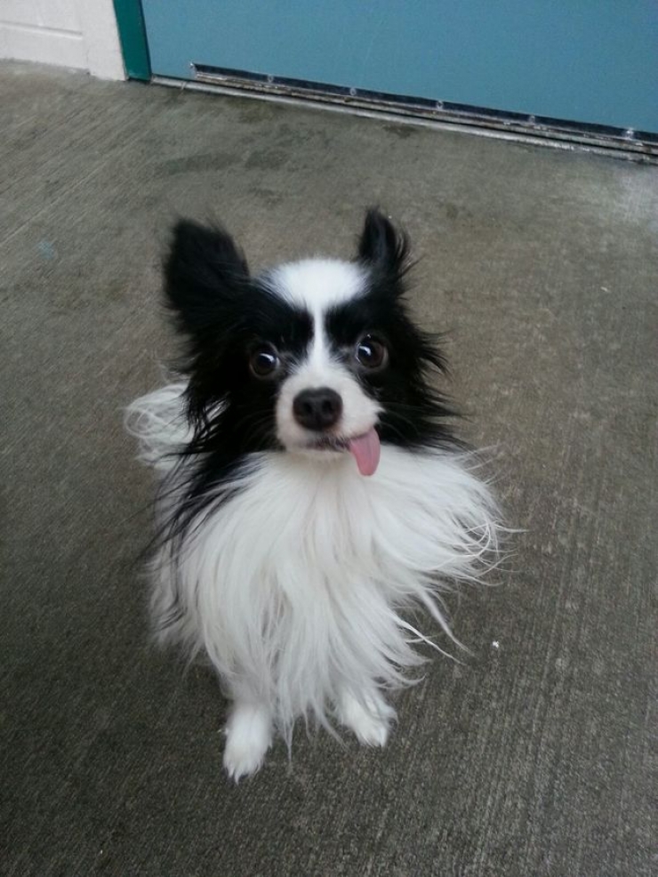 Illustration de l'article : 17 photos qui prouvent que la vie de chiot est loin d'être de tout repos!