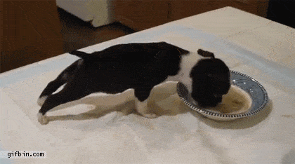 Illustration de l'article : 17 photos qui prouvent que la vie de chiot est loin d'être de tout repos!