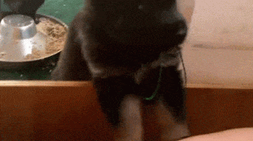 Illustration de l'article : 17 photos qui prouvent que la vie de chiot est loin d'être de tout repos!