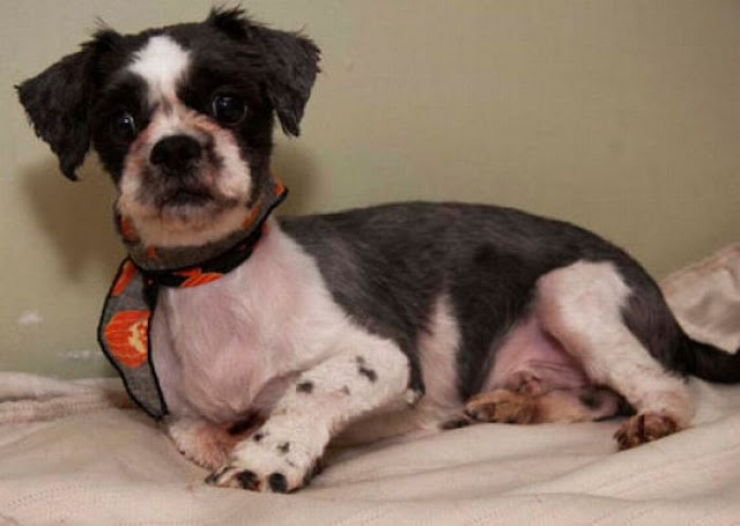 Illustration de l'article : Les passants prenaient ce pauvre chien pour un tas d'ordures, jusqu'&agrave; ce qu'il tombe sur les bonnes personnes!