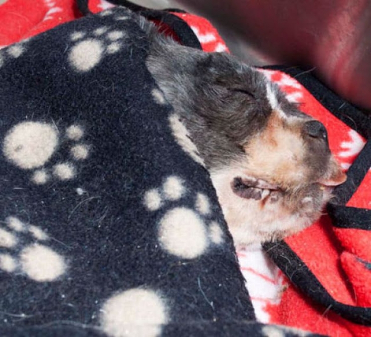 Illustration de l'article : Les passants prenaient ce pauvre chien pour un tas d'ordures, jusqu'&agrave; ce qu'il tombe sur les bonnes personnes!