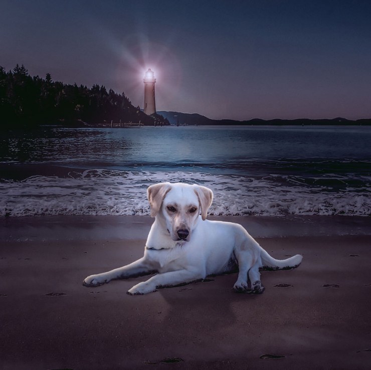 Illustration de l'article : Il photographie des chiens abandonnés pour les aider à trouver des familles (10 photos)