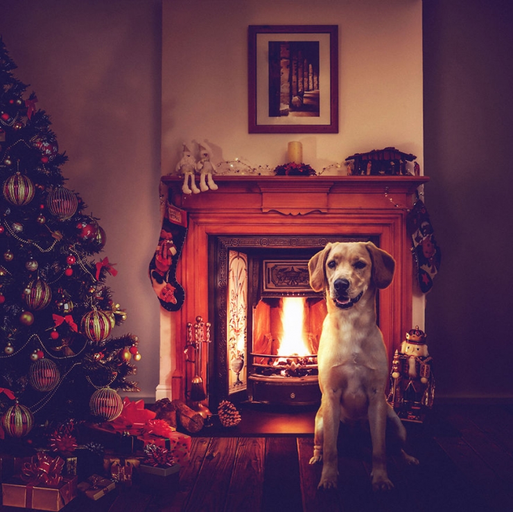 Illustration de l'article : Il photographie des chiens abandonnés pour les aider à trouver des familles (10 photos)