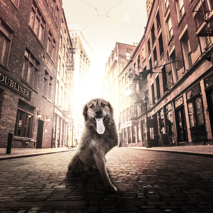 Illustration de l'article : Il photographie des chiens abandonnés pour les aider à trouver des familles (10 photos)