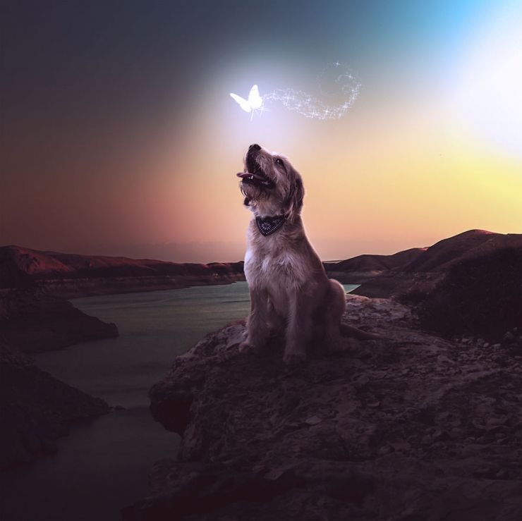 Illustration de l'article : Il photographie des chiens abandonnés pour les aider à trouver des familles (10 photos)