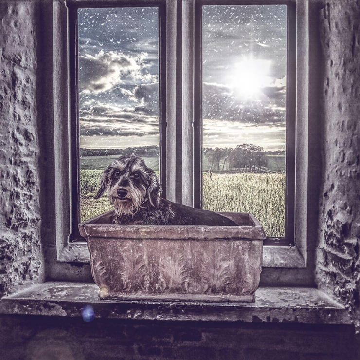 Illustration de l'article : Il photographie des chiens abandonnés pour les aider à trouver des familles (10 photos)