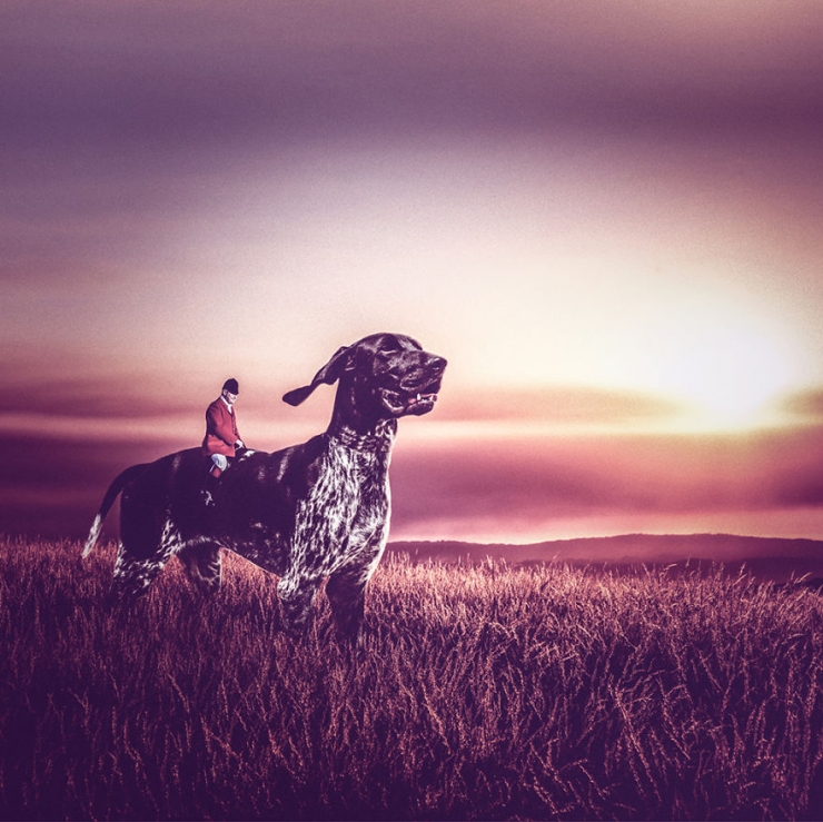 Illustration de l'article : Il photographie des chiens abandonnés pour les aider à trouver des familles (10 photos)