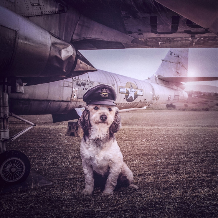 Illustration de l'article : Il photographie des chiens abandonnés pour les aider à trouver des familles (10 photos)