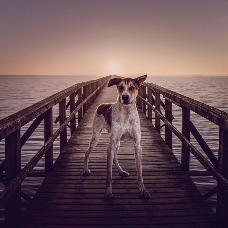 Illustration de l'article : Il photographie des chiens abandonnés pour les aider à trouver des familles (10 photos)